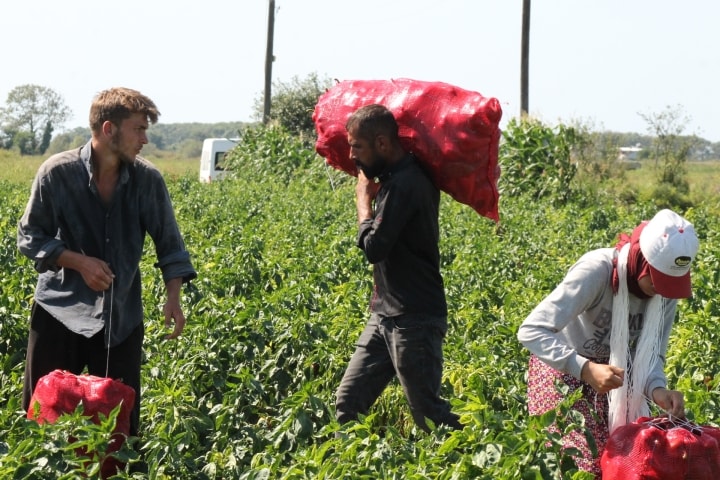 Kırmızı altının tarladaki fiyatı belli oldu: İstan…