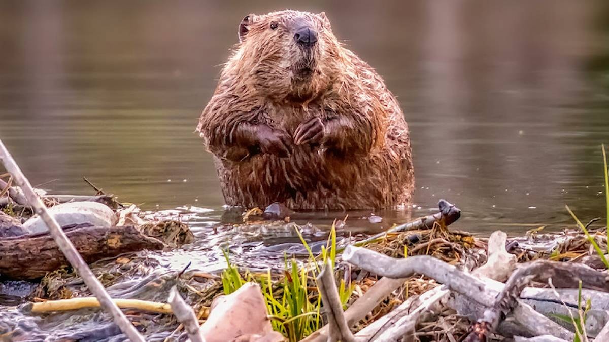 İnsanların yıllarca başaramadığını kunduzlar 2 günde yaptı