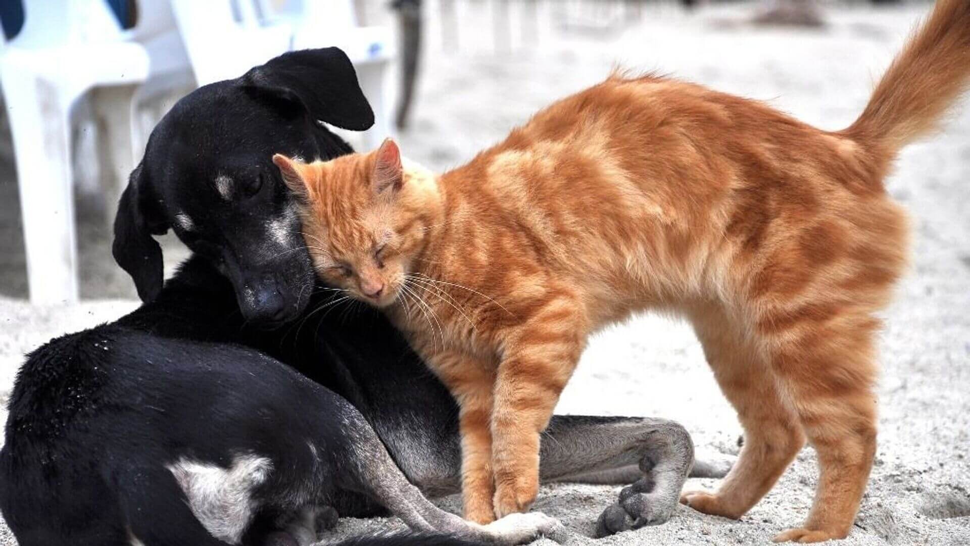 Sokaklarda yaşayan kedi ve köpekleri beslemek de yasaklandı! Bu resmen toplumun vicdanına müdahale