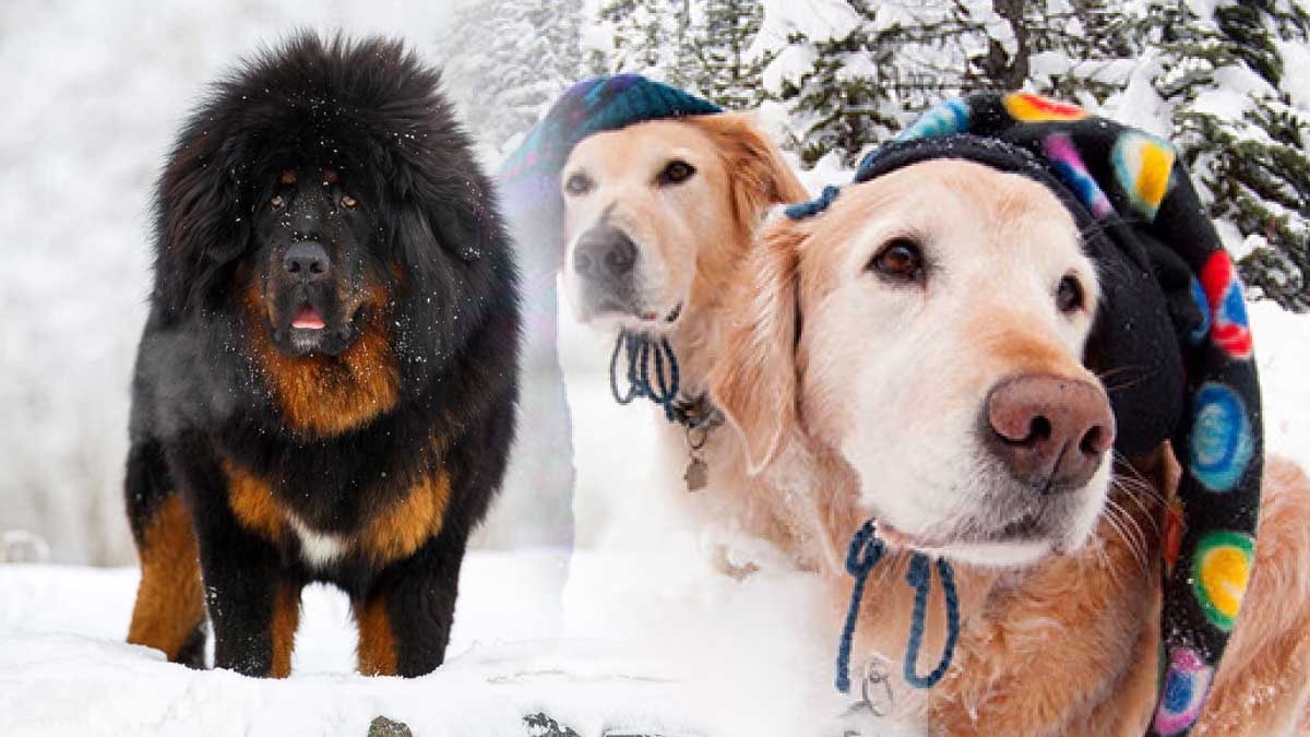 Soğuk havaları seven 4 köpek ırkı: Sıcak tüyleri onları iyi korur
