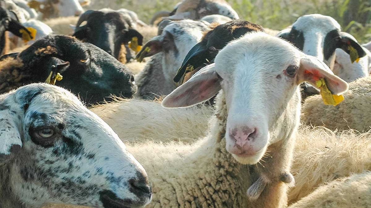 Dedelerimizin bildiği usul doğru çıktı: Dünyayı koyunlar ve atlar kurtaracak