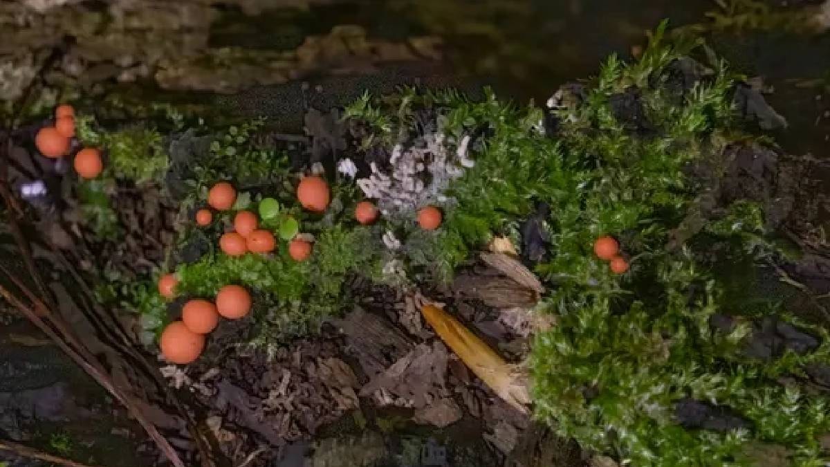 Ormanda avlanan bu yaratıklar birden pembe topa dönüşüyor