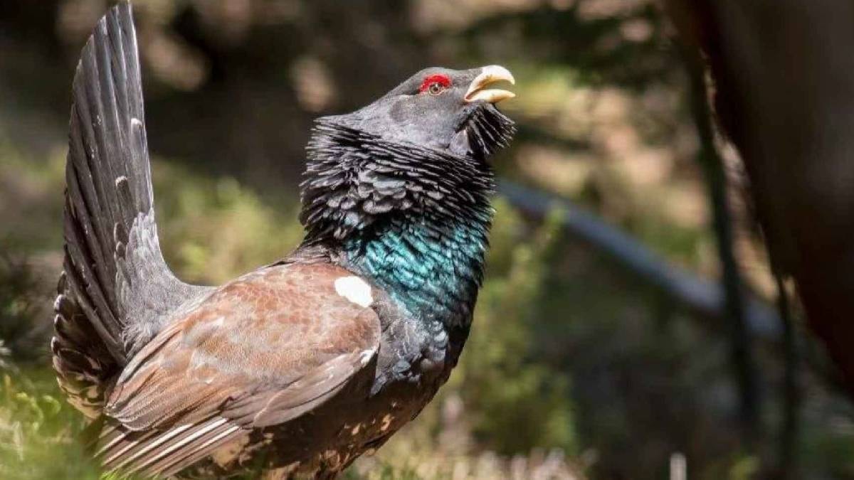 30 kuş için 241 milyon harcadılar: Mucize değil felaketi yaşadılar