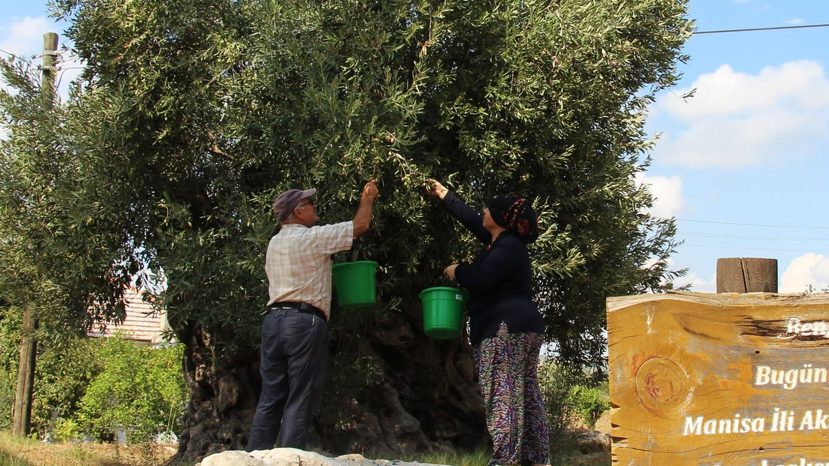 İmkansız denilmişti: Manisa'dan başka şehre taşınan asırlık ağaçlar mucizeyi başardı