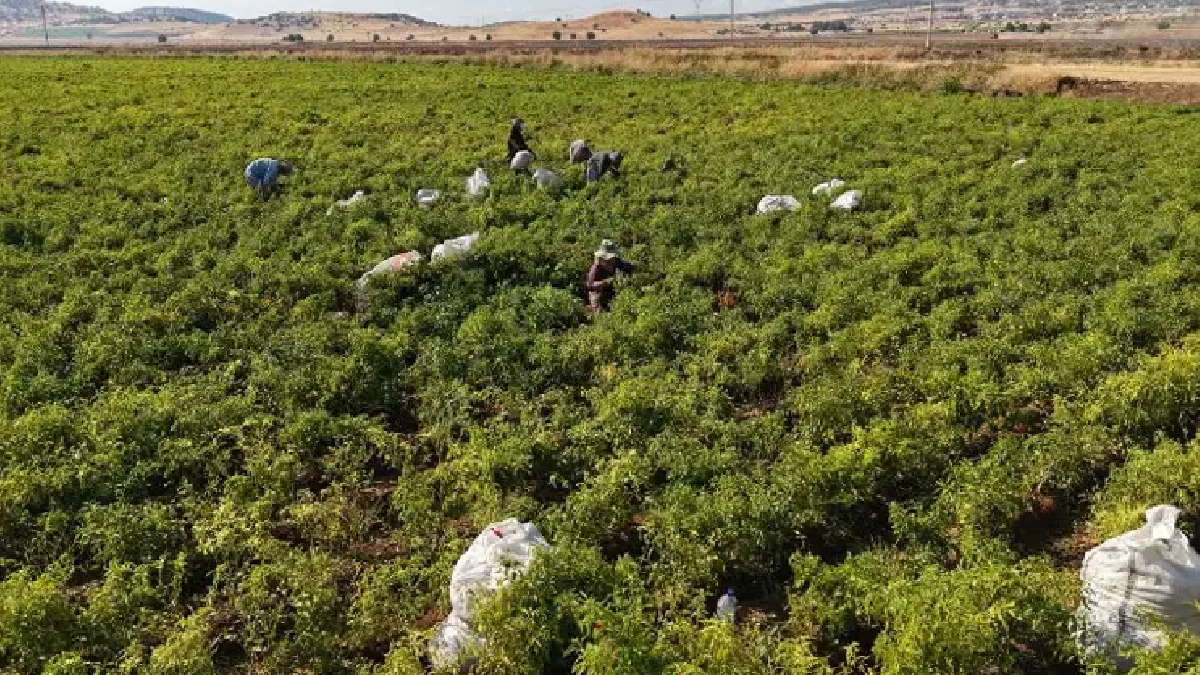Hasat başladı dünyaya açılıyor: Coğrafi işaretli ürün 8 ülkeye ihraç ediliyor