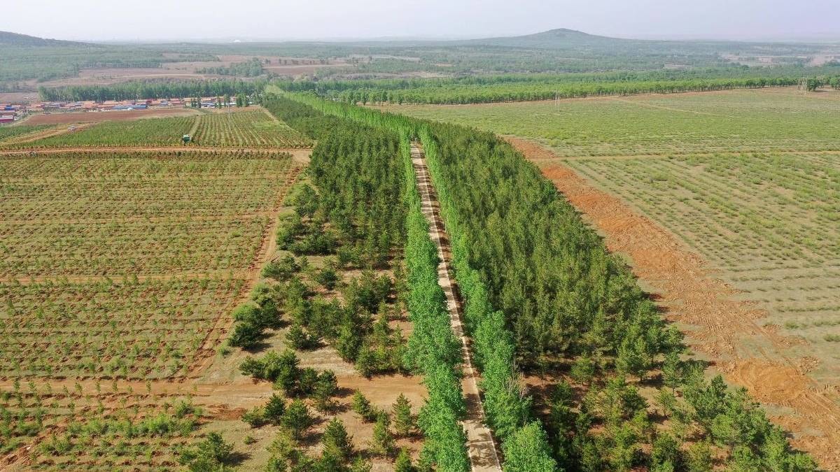 Otelini bırakıp çorak dağa ağaç dikmeye başladı: 43 yıl sonra imkansızı başardı