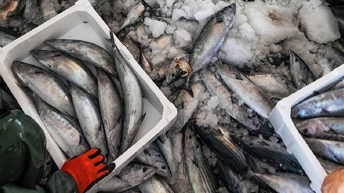 Denizden kasalarla çıkıyor: Fiyatı gören tezgaha koşuyor