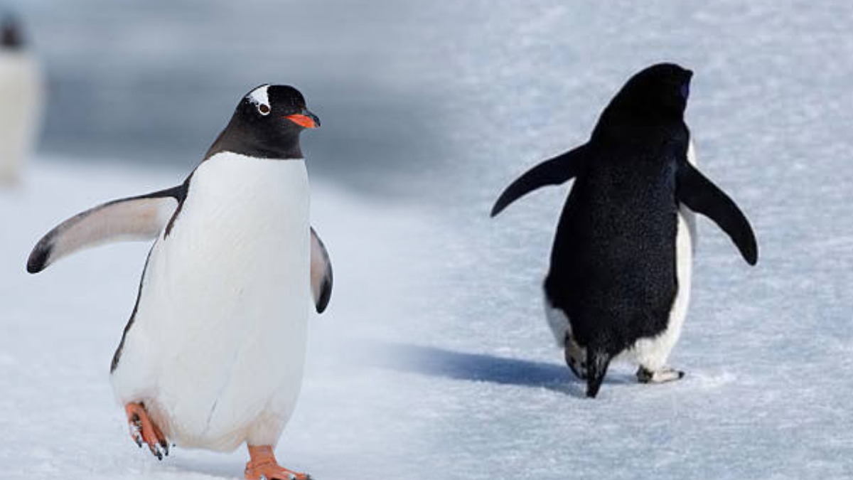 Okyanusların çehresi değişiyor: Penguenler yok olacak