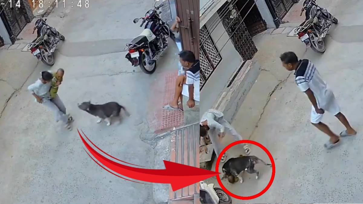6 aylık bebeğe pitbull saldırdı: Bebeğin durumu kritik