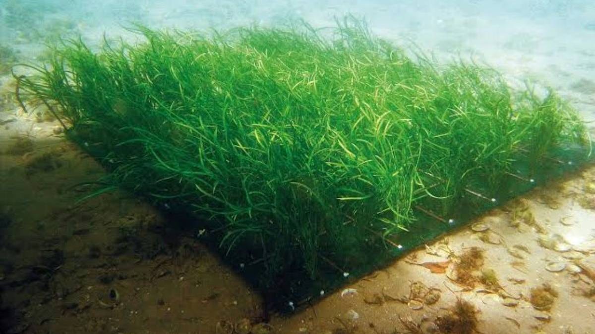 Suyun dibine plastik ot yerleştirdiler imkansızı başardılar