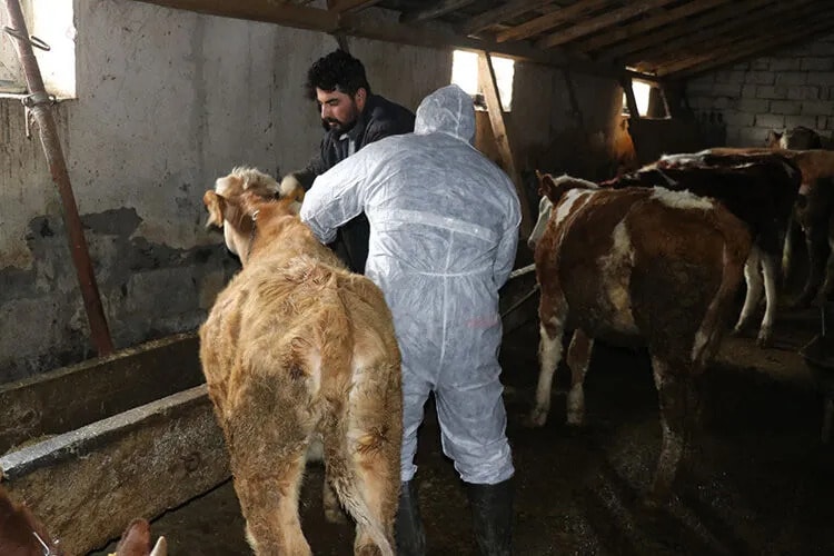 Ege ve İç Anadolu'da şap alarmı: Hayvan pazarlarına kilit vuruldu!