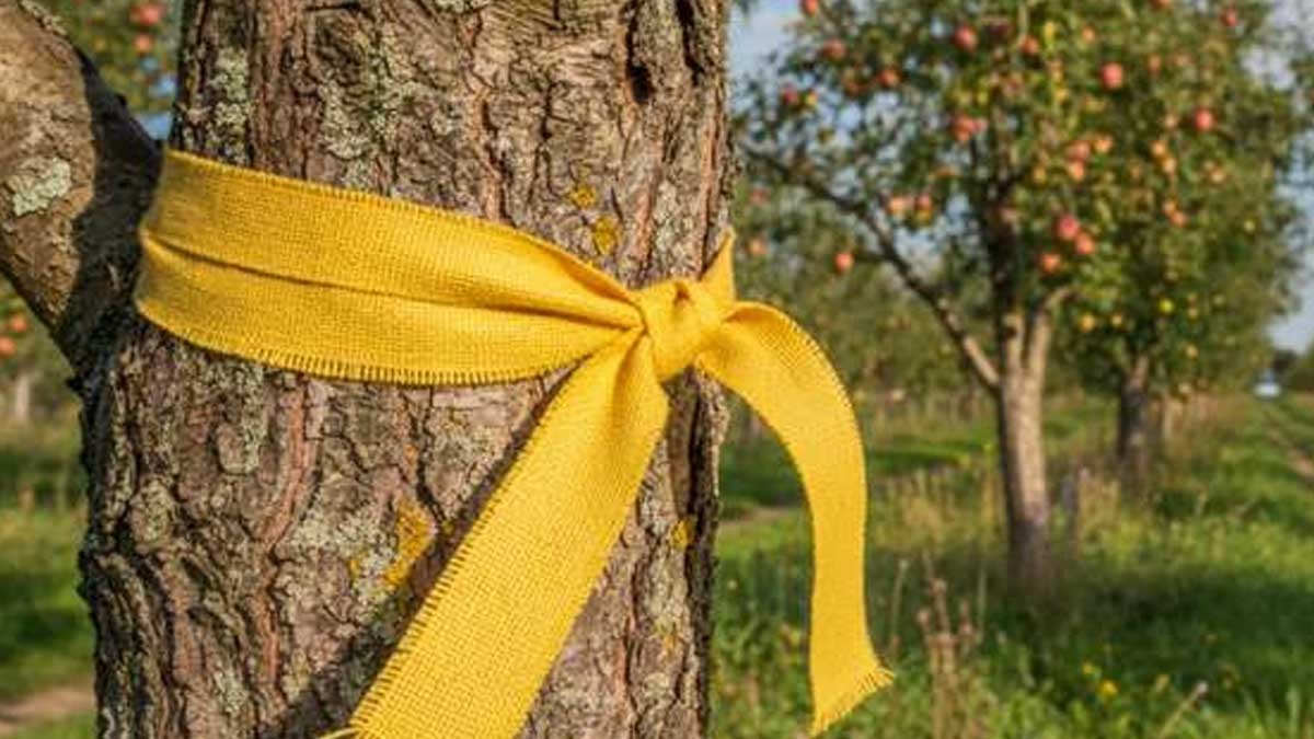 Ağaçtaki sarı kurdelenin sırrı çözüldü: Bunu gören hemen bedava topluyor