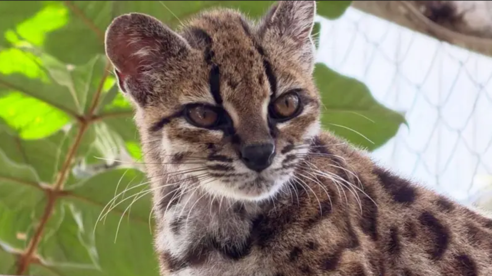 Bolivya'da yeni bir kedi türü keşfedildi