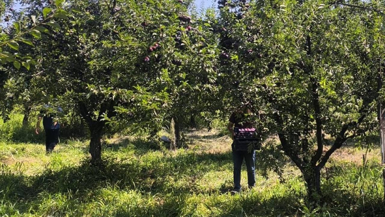 Siyah incide hasat zamanı: Rekolte yarıya düştü ama Türkiye’de siparişler patladı