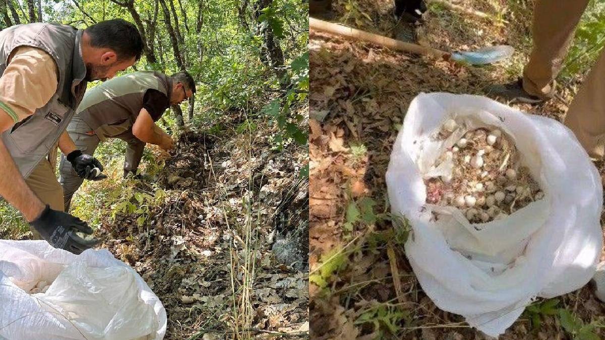 20 kilo topladılar bedeli ağır oldu: 2,1 milyon lira ceza kesildi