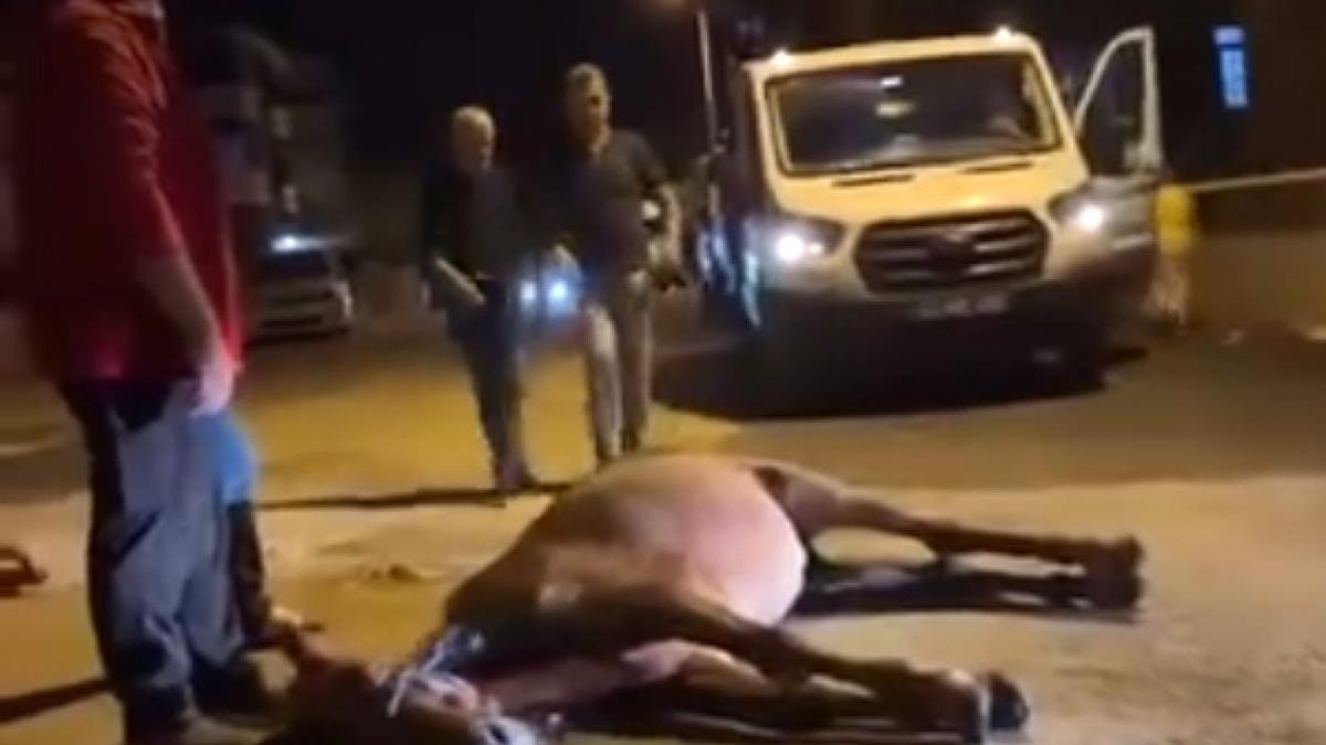 Şiddete maruz kalan hayvan sokak ortasında yere yığıldı: Vicdansızlığın bu kadarı