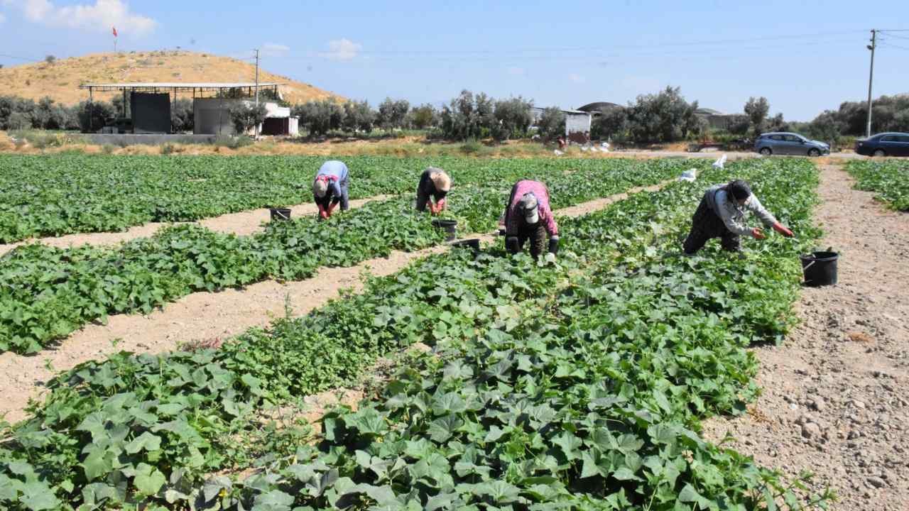 Tarlaya ektikten 1 hafta sonra hasat ediliyor: Fiyatı boy boy 8 kat değişiyor