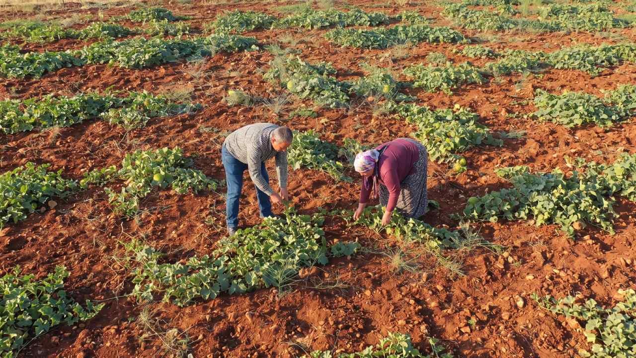 Tarlayı hiç sulamadan hasat ediliyor: 'Çıtır Cemile'yi eken paraya para demiyor