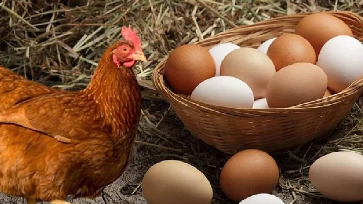Tavuk mu yumurtadan, yumurta mı tavuktan çıkı? Sonunda belli oldu