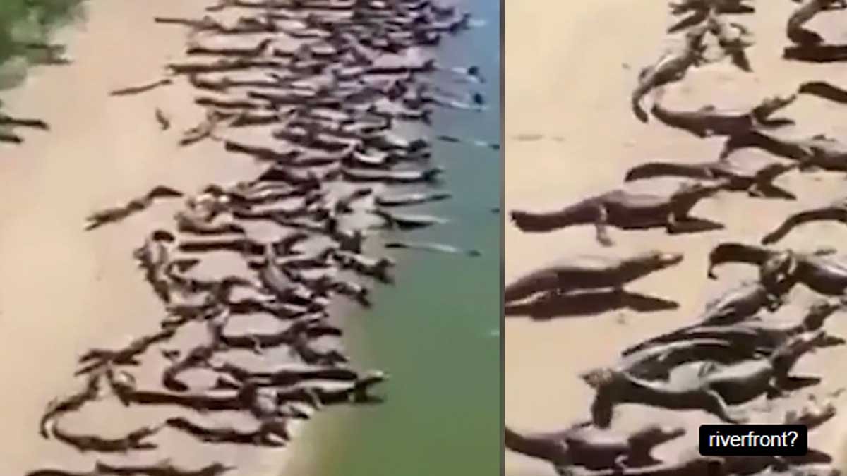 Sanki kıyamet alameti: Yan yana dizilerek tüm sahili ele geçirdiler