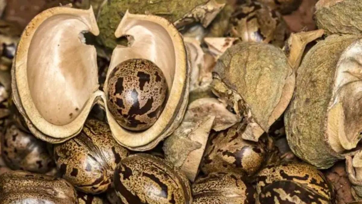 70 bin tanesini tek tek topladı: Mucizeyi gerçekleştirdi