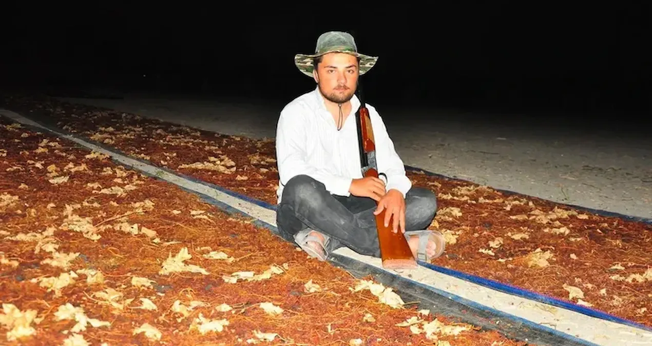 Servet değerindeki mahsulu korumak için tüfeğini alan tarlaya koştu