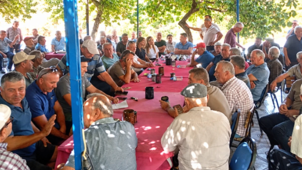 Üreticiler karar aldı, ürünler dalda kaldı: 10 gün boyunca toplanmayacak
