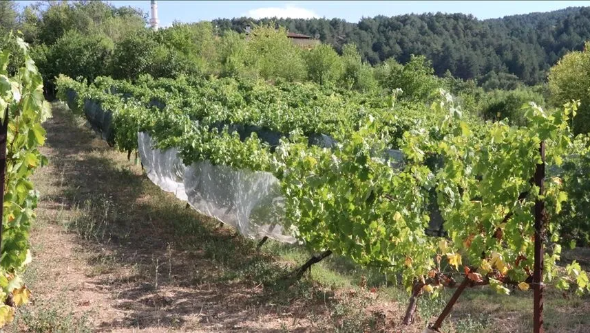 Altın değerindeki ürünün hasadı başladı: Tarladan kapış kapış gidiyor, kilosu 150 lira