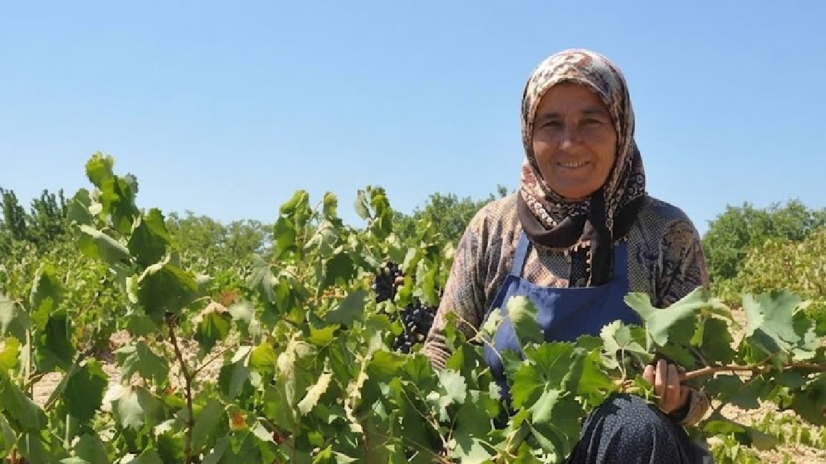 Hasat başladı gözler bu ürüne çevrildi: Değeri her geçen gün artıyor