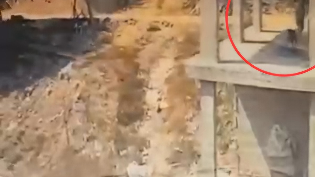 Vicdansızlığın da bu kadarı! İnşaatta uyuyan köpeğe sopayla saldırdı