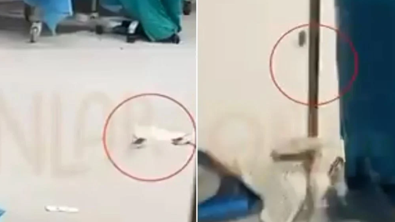 Görüntüler İstanbul'daki hastanenin ameliyathanesinden: Fareler cirit atıyor!