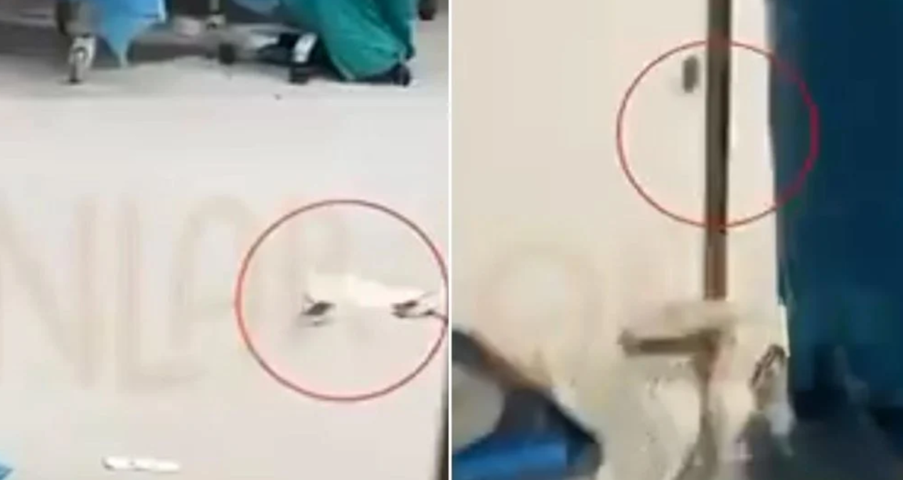 Görüntüler İstanbul'daki hastanenin ameliyathanesinden: Fareler cirit atıyor!