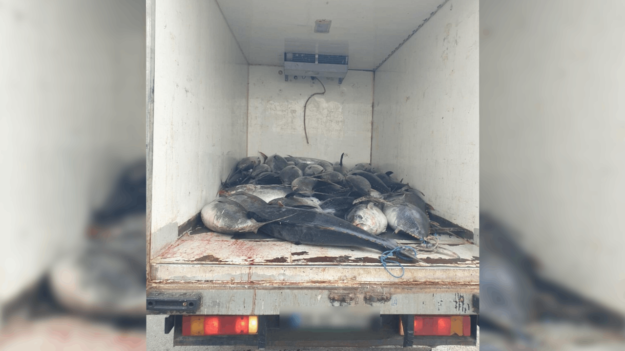 İzmir'de 3 ton mavi yüzgeçli orkinosa el konuldu: 3 gözaltı!