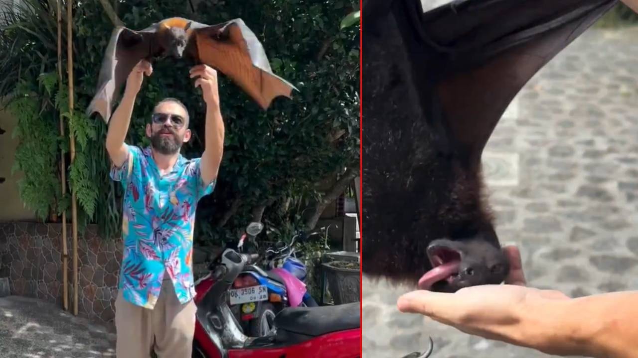 Türk Youtuber'ı en tehlikeli yarasa ısırdı: Herkesi COVID-19 korkusu sardı