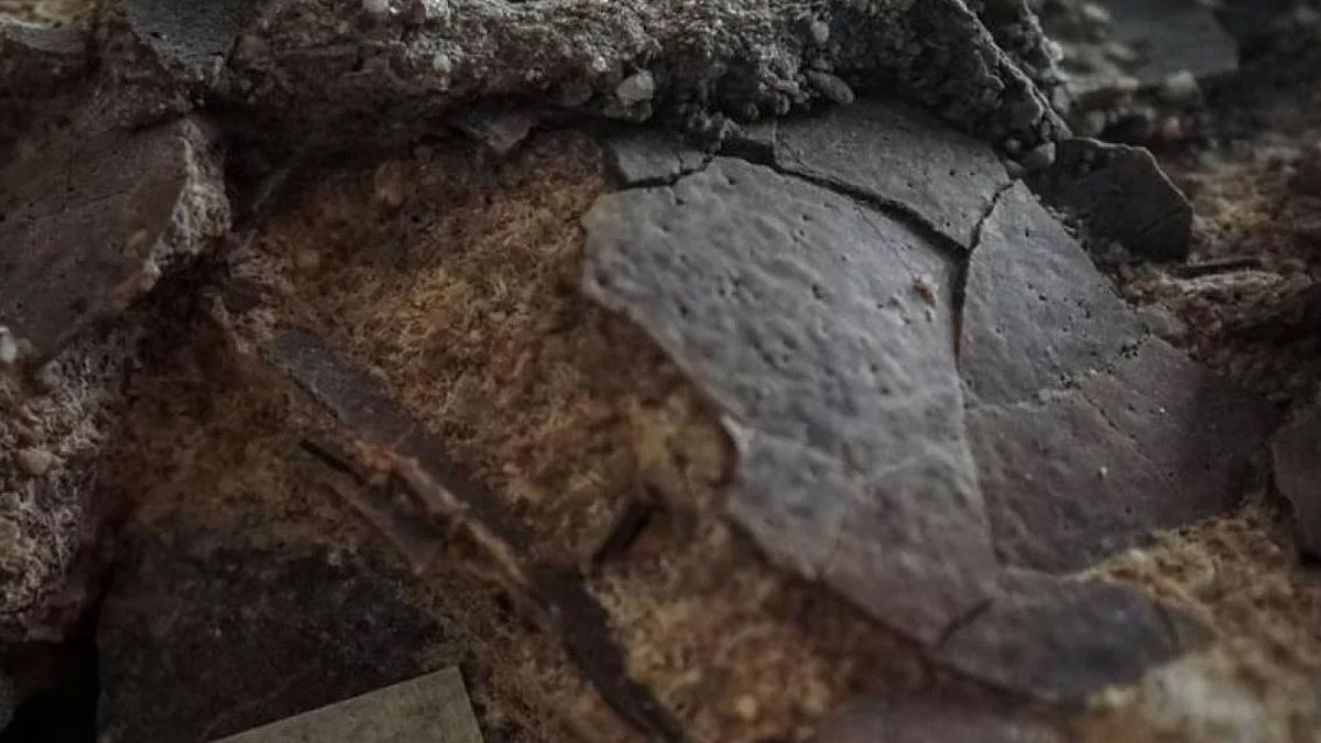 İçini açıp baktıklarında sır çözüldü: 10 tanesi kıpırdamadan duruyordu