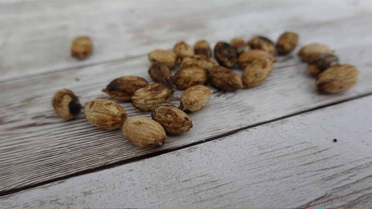 Duyan çöpe atmaktan vazgeçiyor: Zeytin çekirdekleri hazineye dönüşüyor