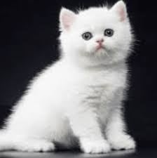 test baslık 3